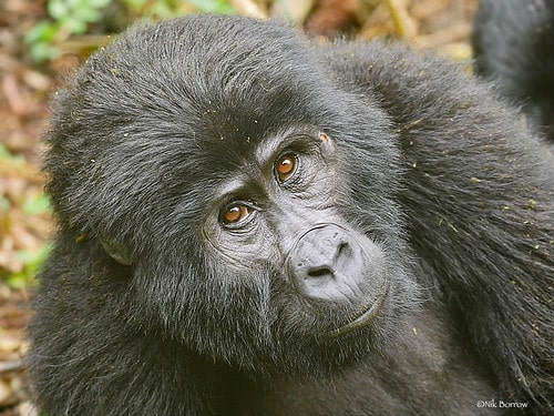 Eastern Gorilla Gorilla beringei Eastern Gorilla Gorilla beringei
