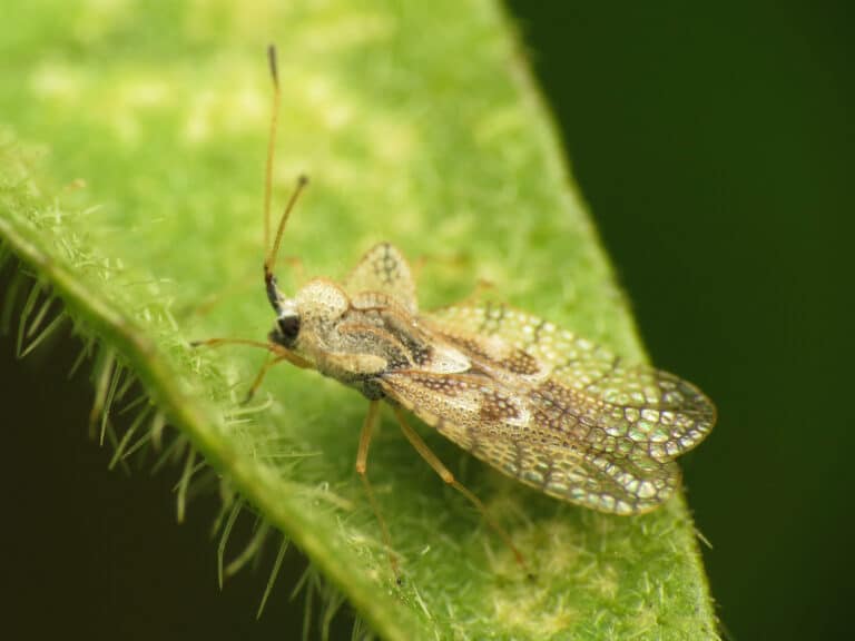 Eggplant Lace Bug (28739522181) Eggplant Lace Bug (28739522181)