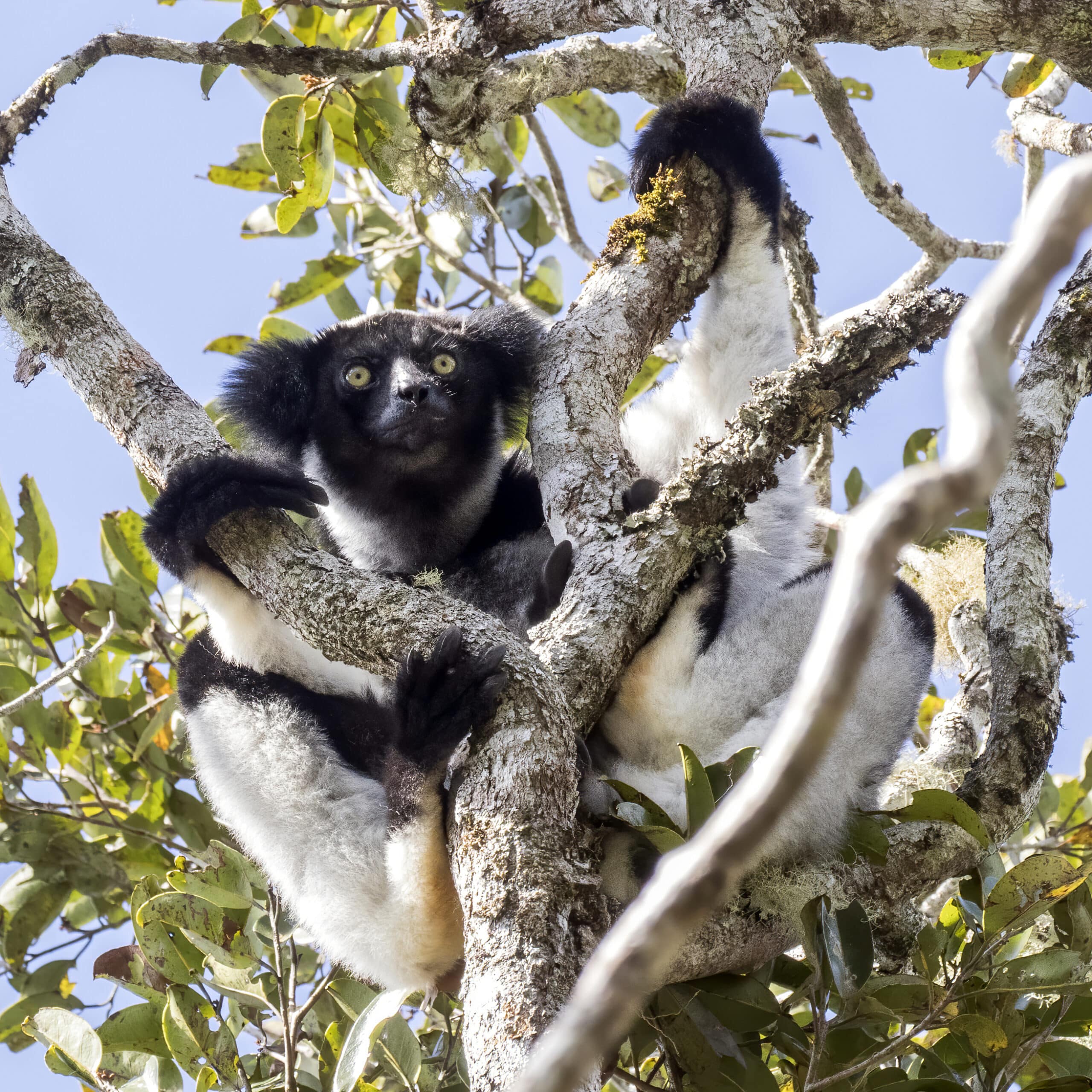 indri (indri indri)
