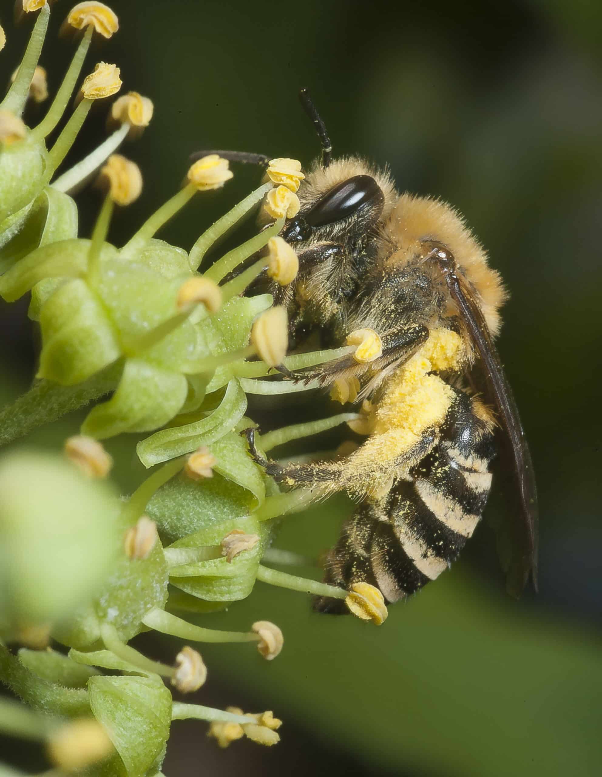 colletes hederae pjt2