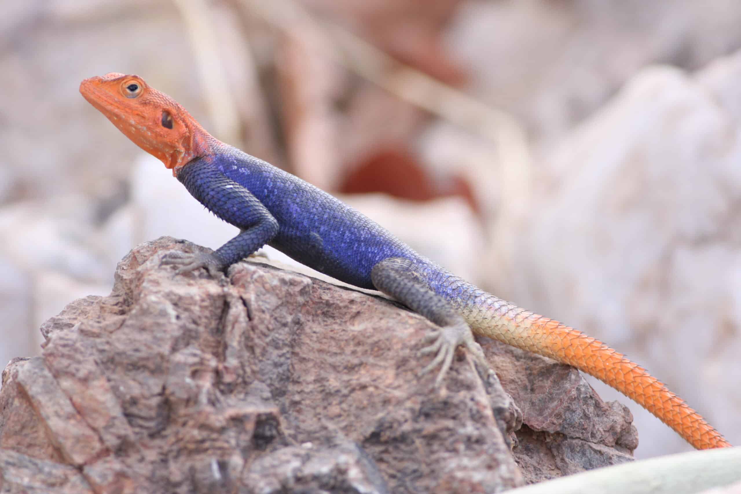 namibian rock agama (agama planiceps) (8603173387) namibian rock agama (agama planiceps) (8603173387)