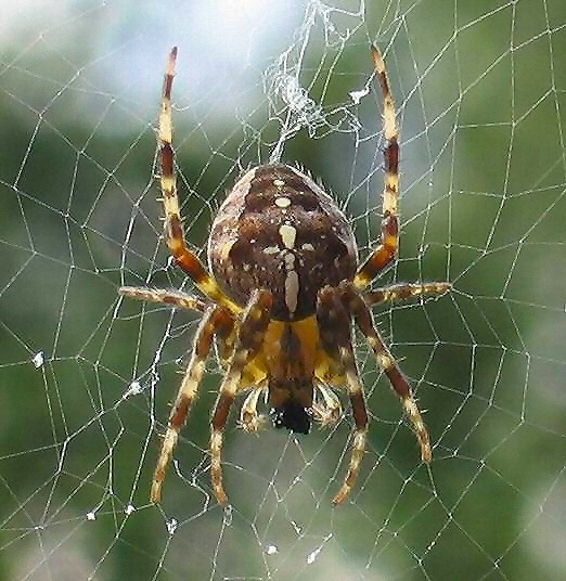 araneus diadematus