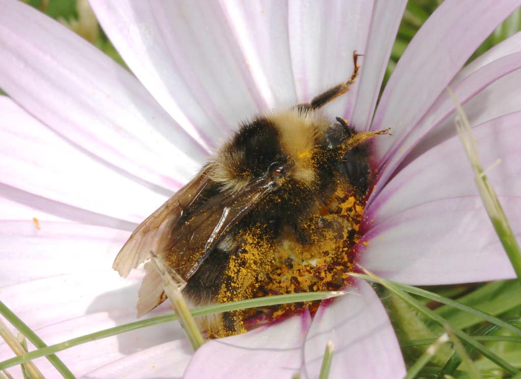 barbut’s cuckoo bee, bombus barbutellus