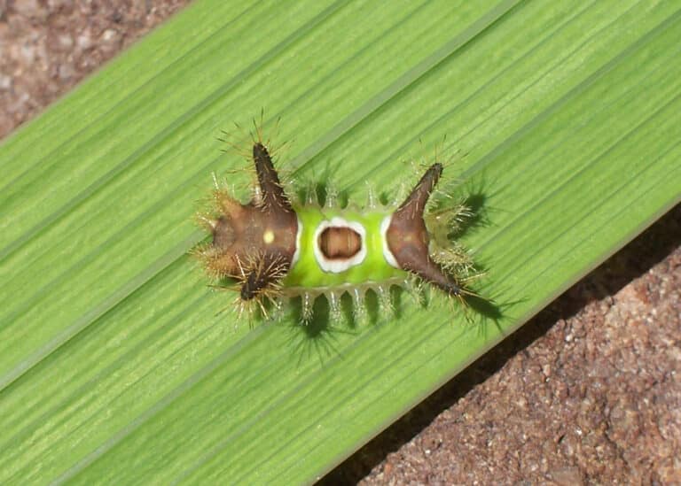 acharia stimulea larva 1 acharia stimulea larva 1