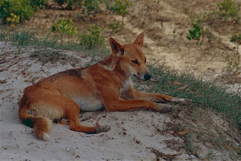 file:dingo (canis lupus dingo) (9952702134).jpg file:dingo (canis lupus dingo) (9952702134).jpg Dingo