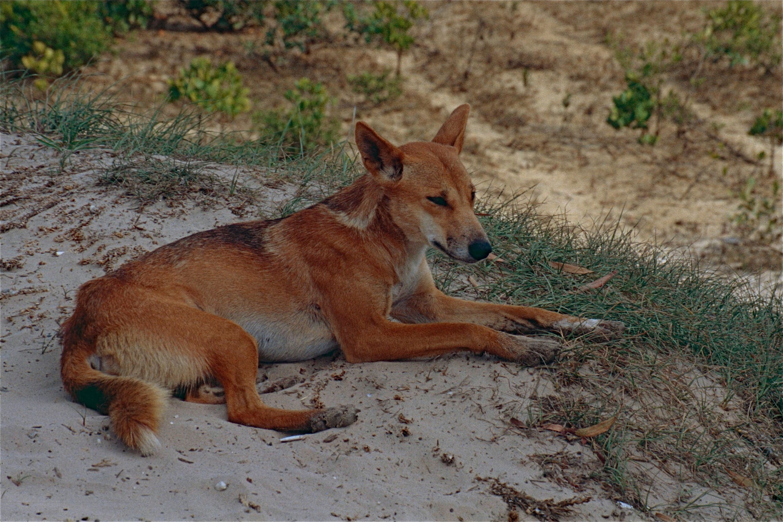 file:dingo (canis lupus dingo) (9952702134).jpg file:dingo (canis lupus dingo) (9952702134).jpg Dingo