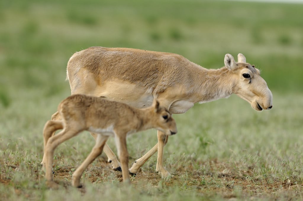 saiga igor shpilenok saiga igor shpilenok