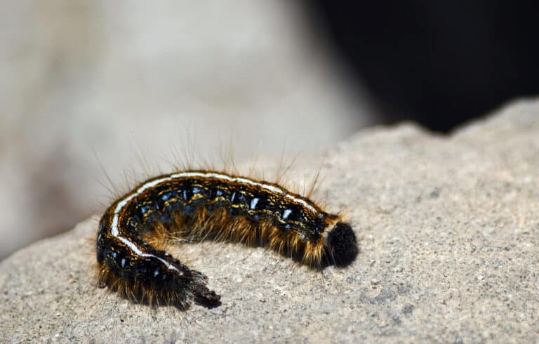 eastern tent caterpillar eastern tent caterpillar