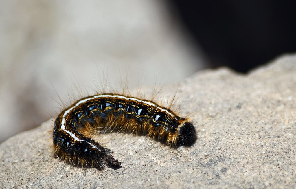 eastern tent caterpillar eastern tent caterpillar