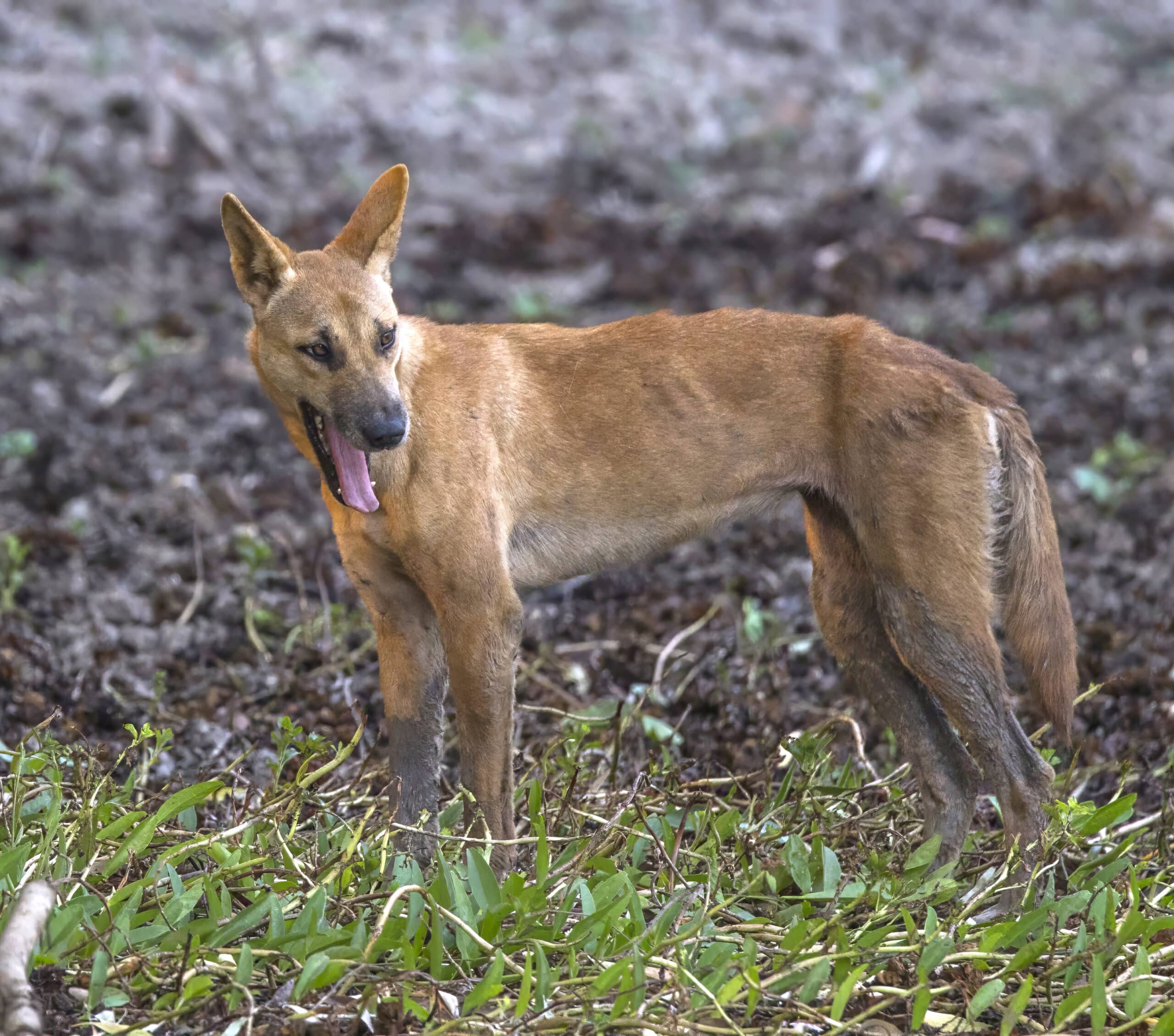 dingo (canis lupus dingo) kakadu 2 dingo (canis lupus dingo) kakadu 2