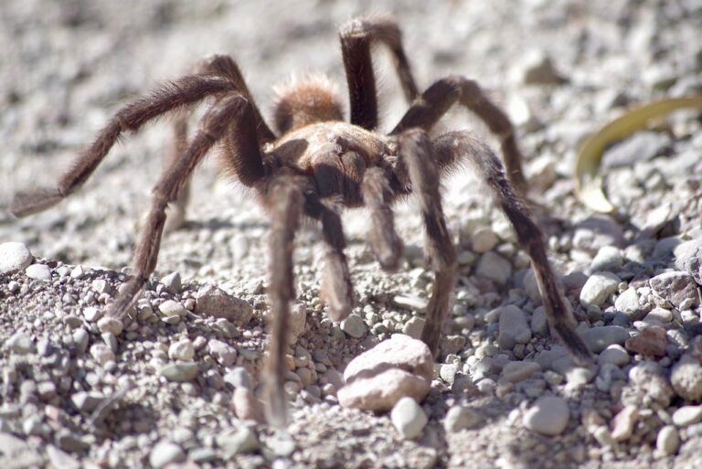 brown tarantula brown tarantula