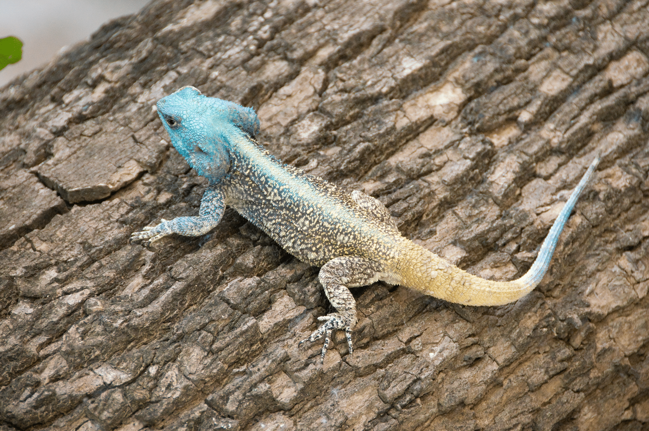 southern tree agama 2348840851 rotated southern tree agama 2348840851 rotated
