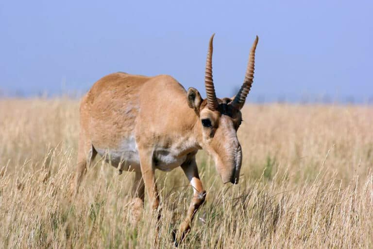 saiga tartarica saiga tartarica