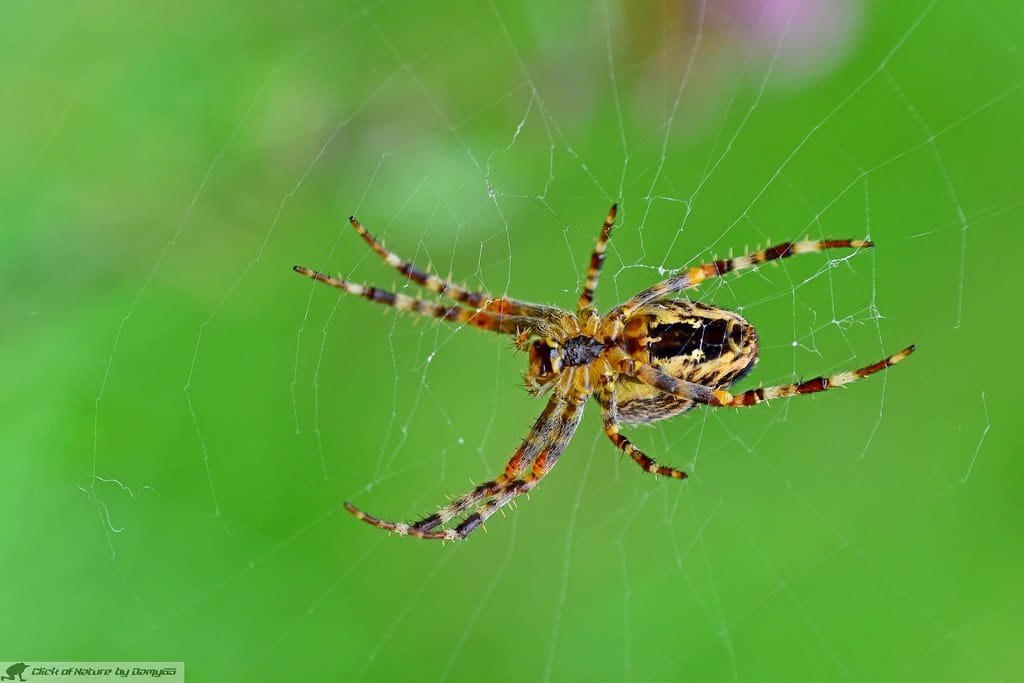 dam2002 araneus diadematus