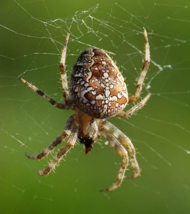 araneus diadematus, livorno 1