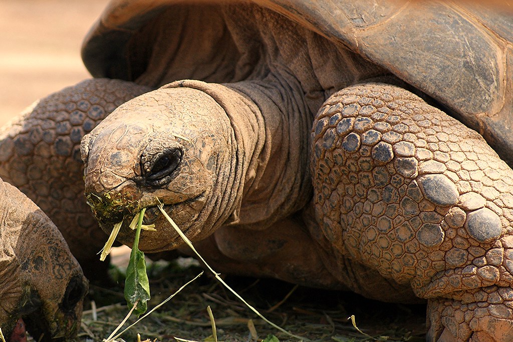galapagos giant tortoise (chelonoidis nigra) galapagos giant tortoise (chelonoidis nigra)