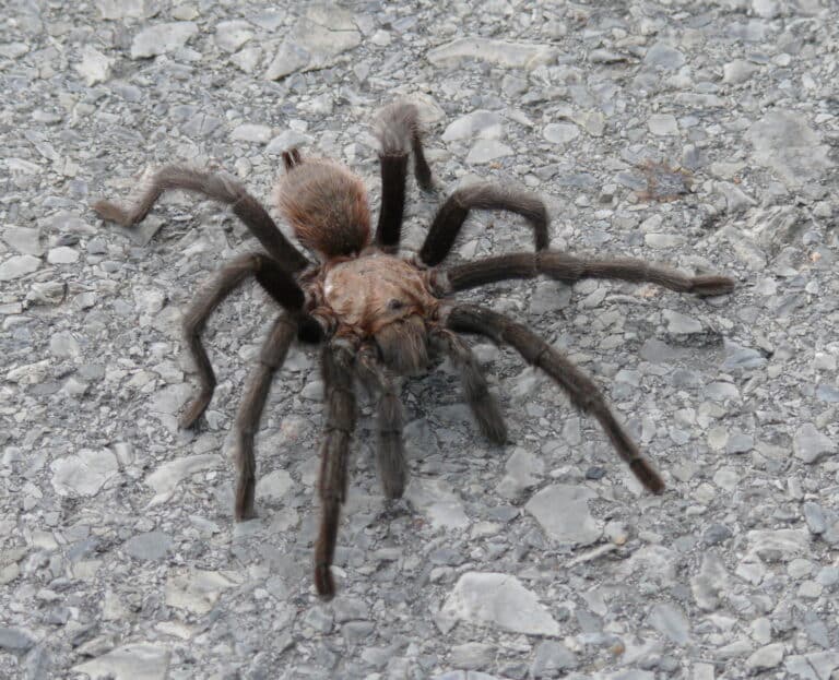 aphonopelma hentzi p1180359a aphonopelma hentzi p1180359a Texas Brown Tarantula