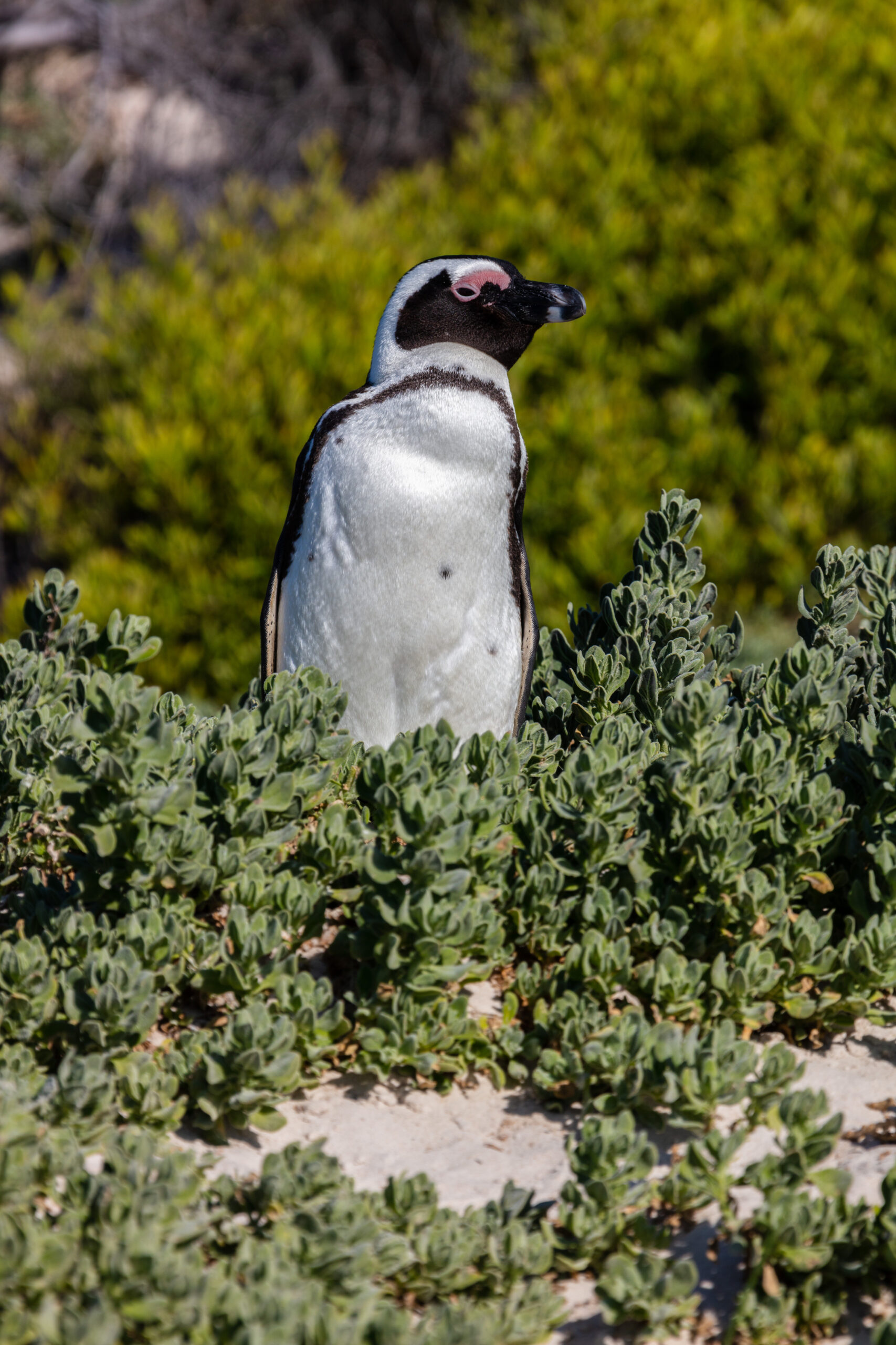 Pingüino de El Cabo (Spheniscus demersus), Playa de Boulders, Simon’s Town, Sudáfrica, 2018-07-23, DD 46