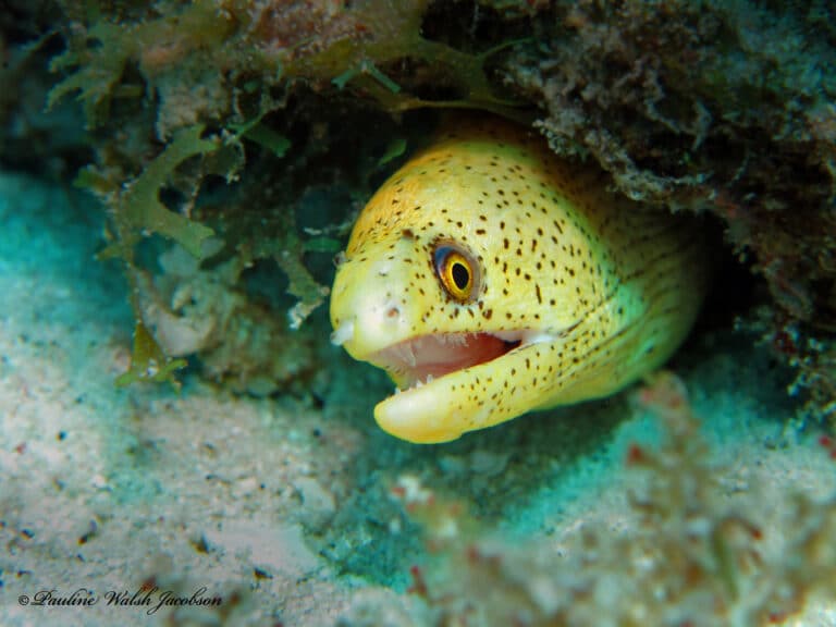 usvi 13 img 6919a sm goldentail moray eel, gymnothorax miliaris, juvenile, congo cay Banana Eel