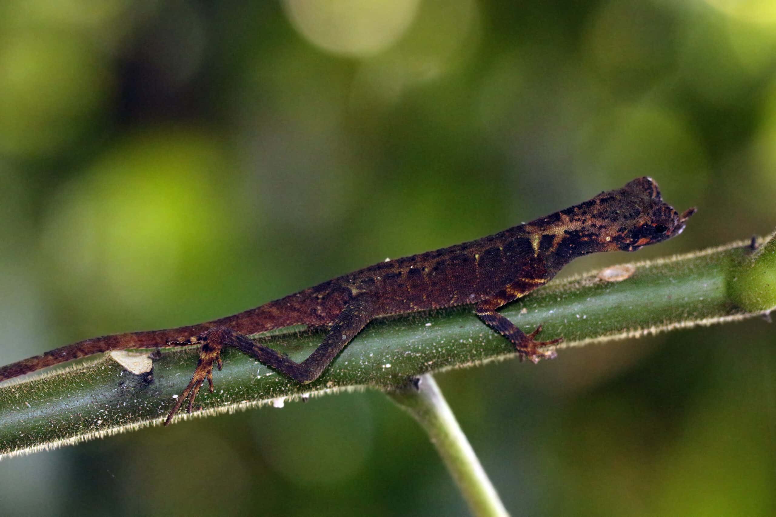 file:leaf nosed agama (aphaniotis ornata).jpg file:leaf nosed agama (aphaniotis ornata).jpg
