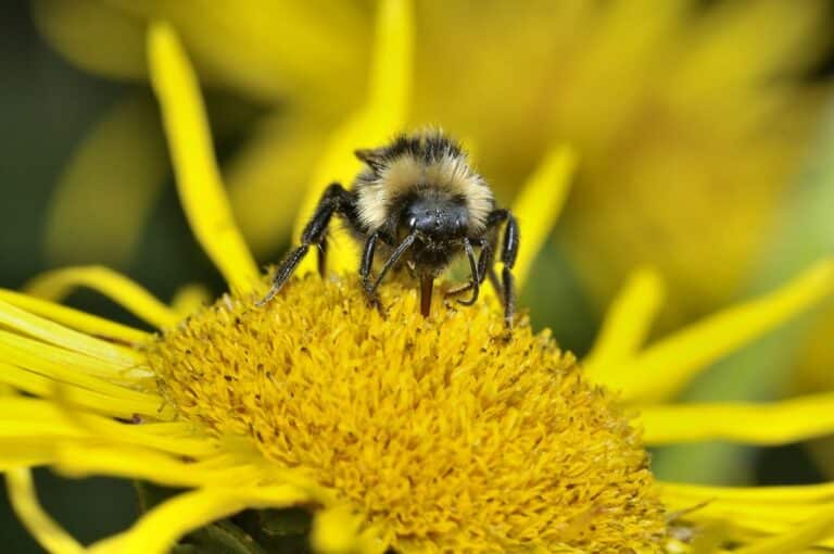 cuckoo bumblebee, bombus barbutellus (kirby) f, km, somerset levels st415 463, vc6, © robin will2