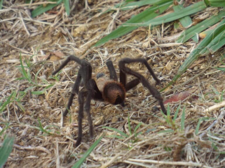 texas brown tarantula texas brown tarantula