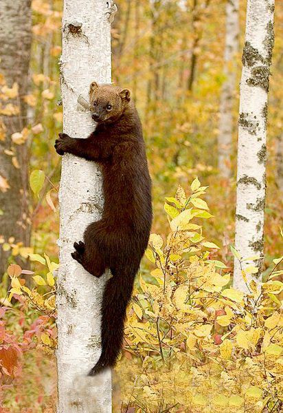 fisher cat tree fisher cat tree