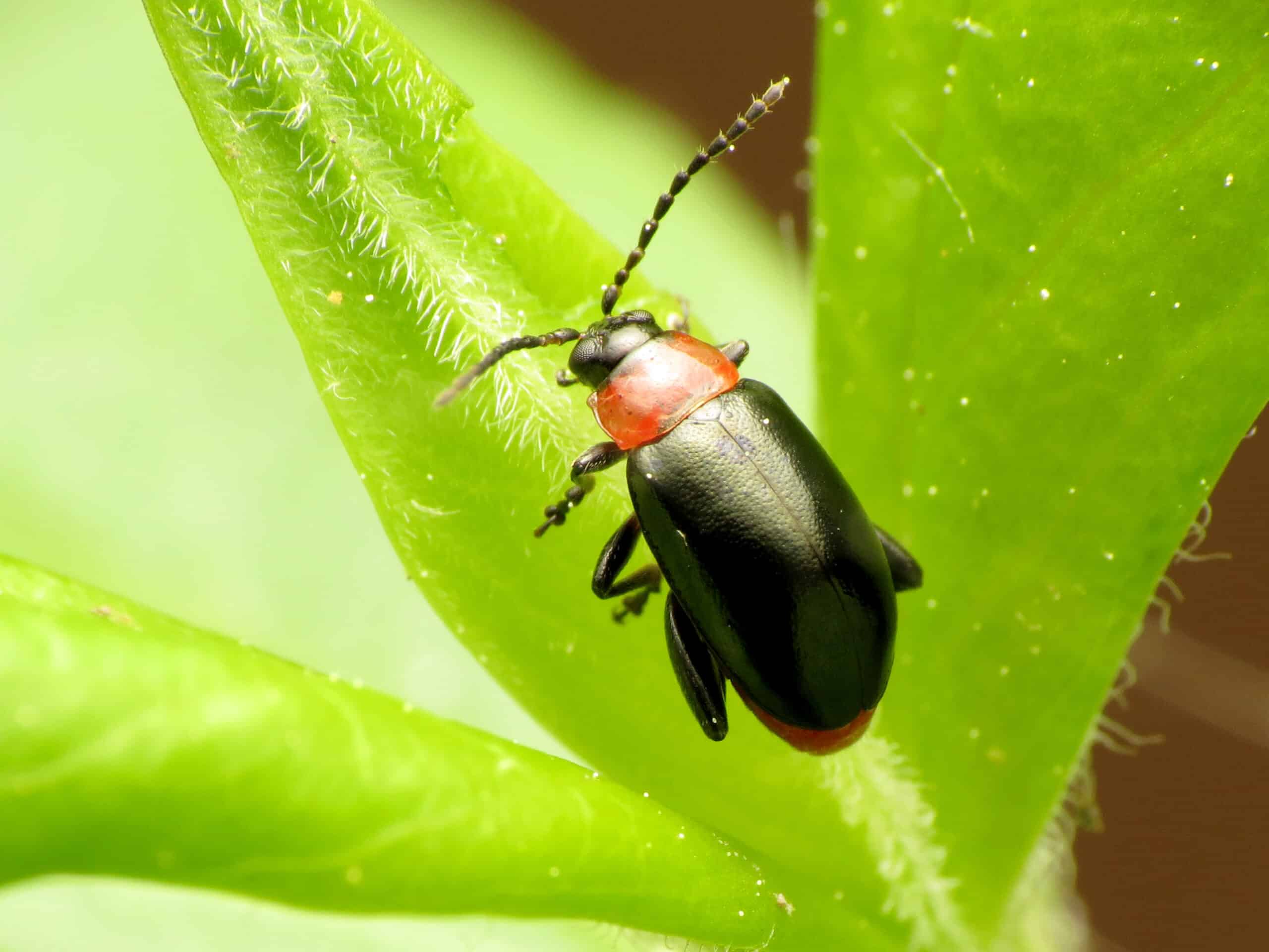 spinach flea beetle (48343588086)  Flea Beetle