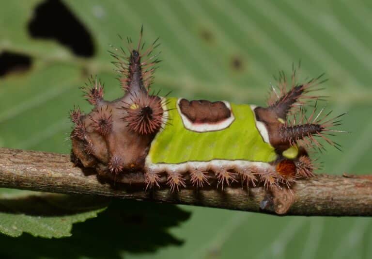 file: 4700 – acharia stimulea – saddleback caterpillar (44277843172).jpg file: 4700 – acharia stimulea – saddleback caterpillar (44277843172).jpg