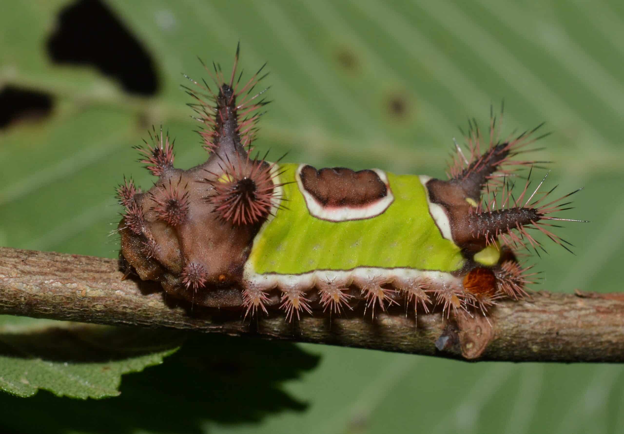 file: 4700 – acharia stimulea – saddleback caterpillar (44277843172).jpg file: 4700 – acharia stimulea – saddleback caterpillar (44277843172).jpg