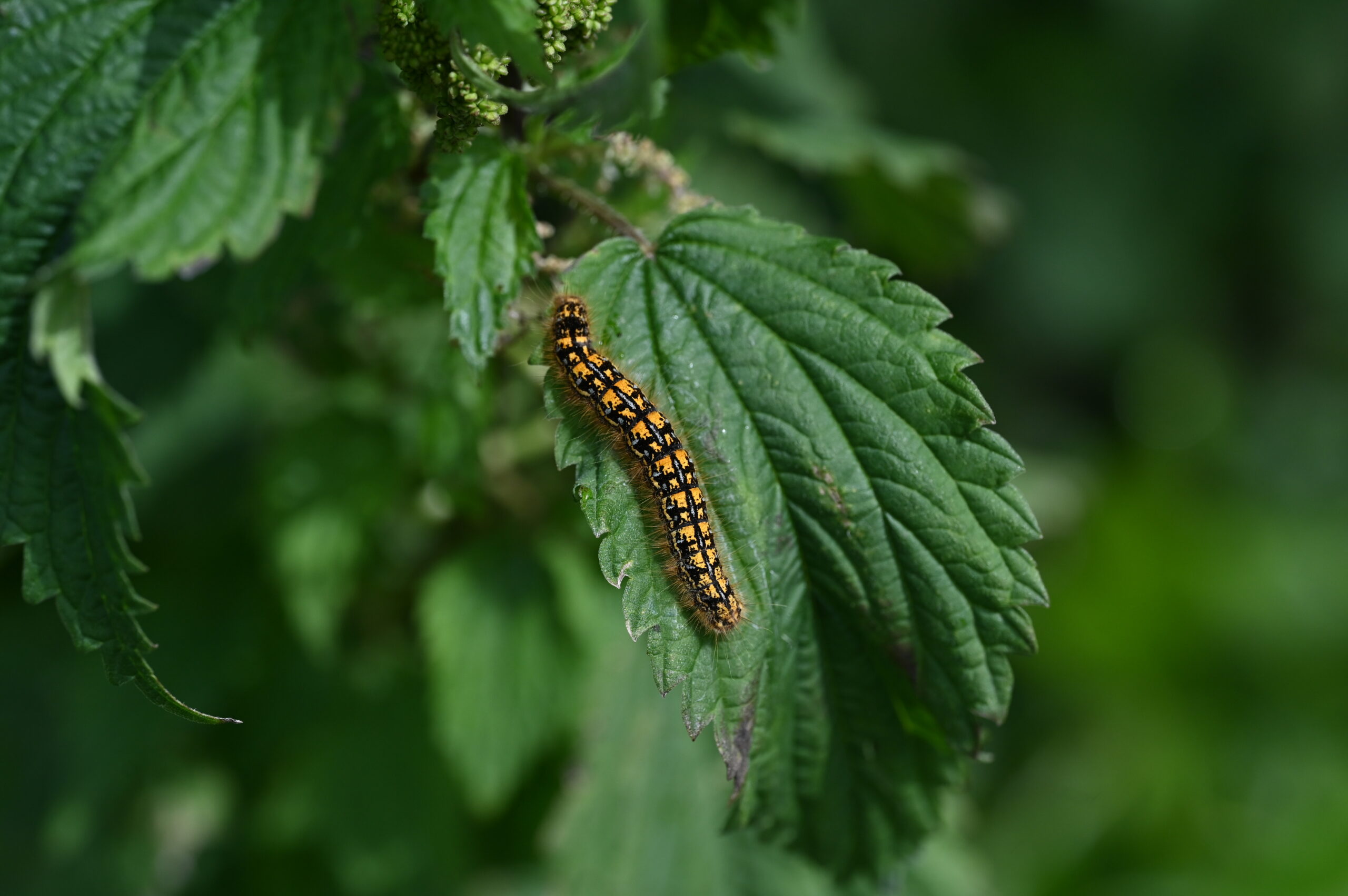 malacosoma californicum (western tent caterpillar) malacosoma californicum (western tent caterpillar)