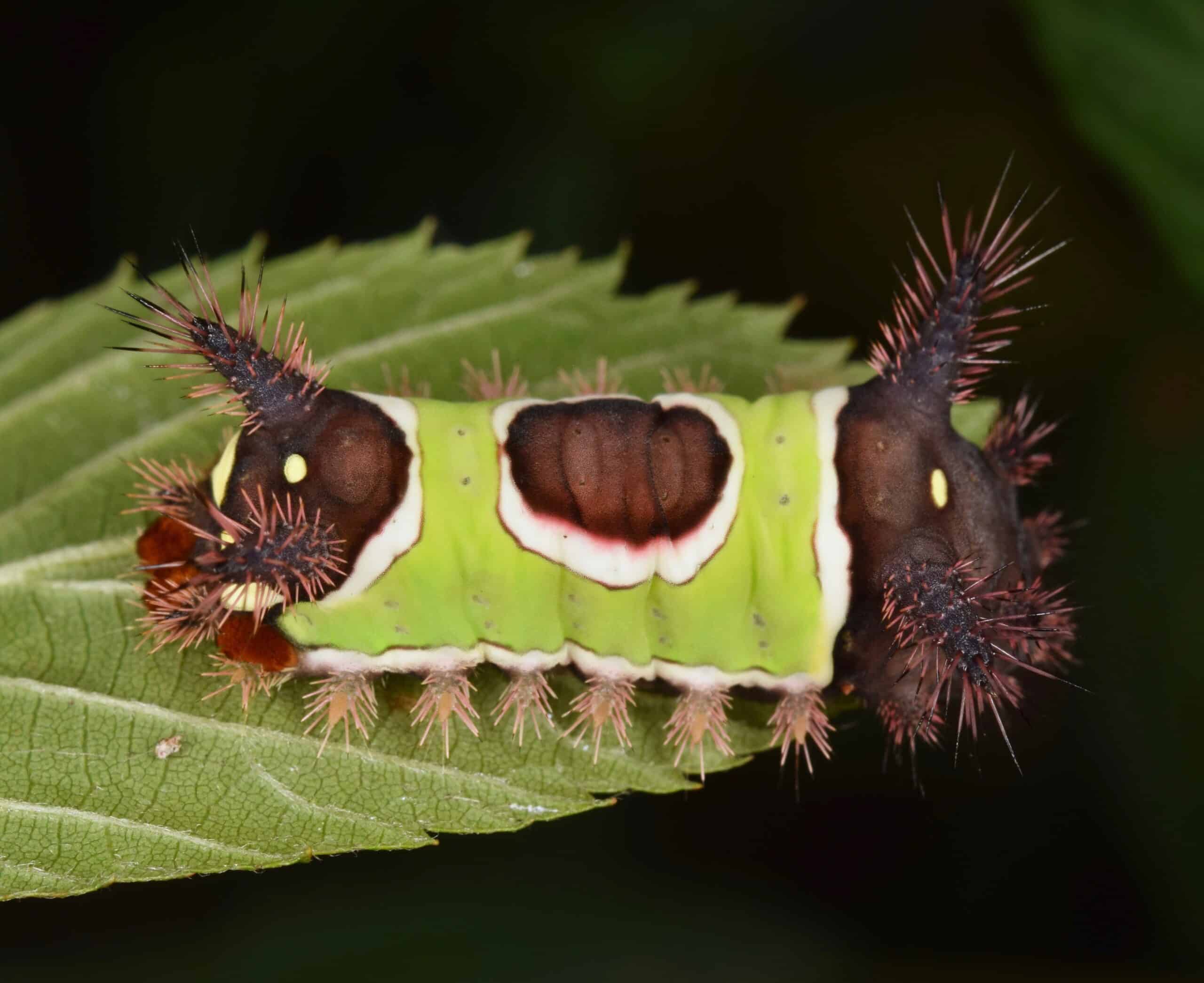 saddleback caterpillar moth acharia stimulea (47508058041) saddleback caterpillar moth acharia stimulea (47508058041)