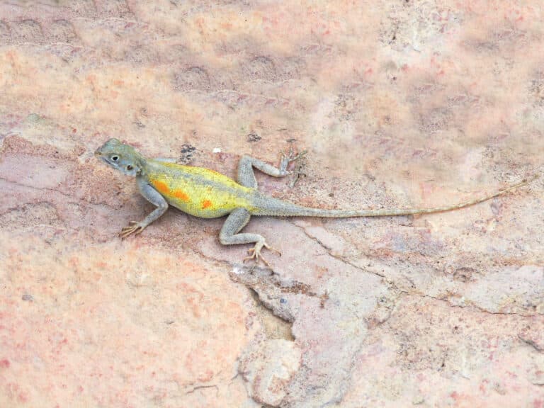 agama impalearis agama impalearis