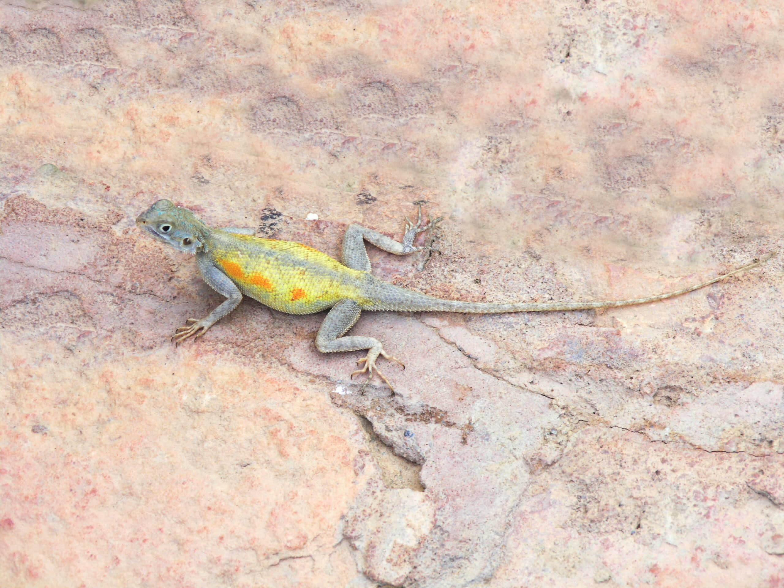 agama impalearis agama impalearis