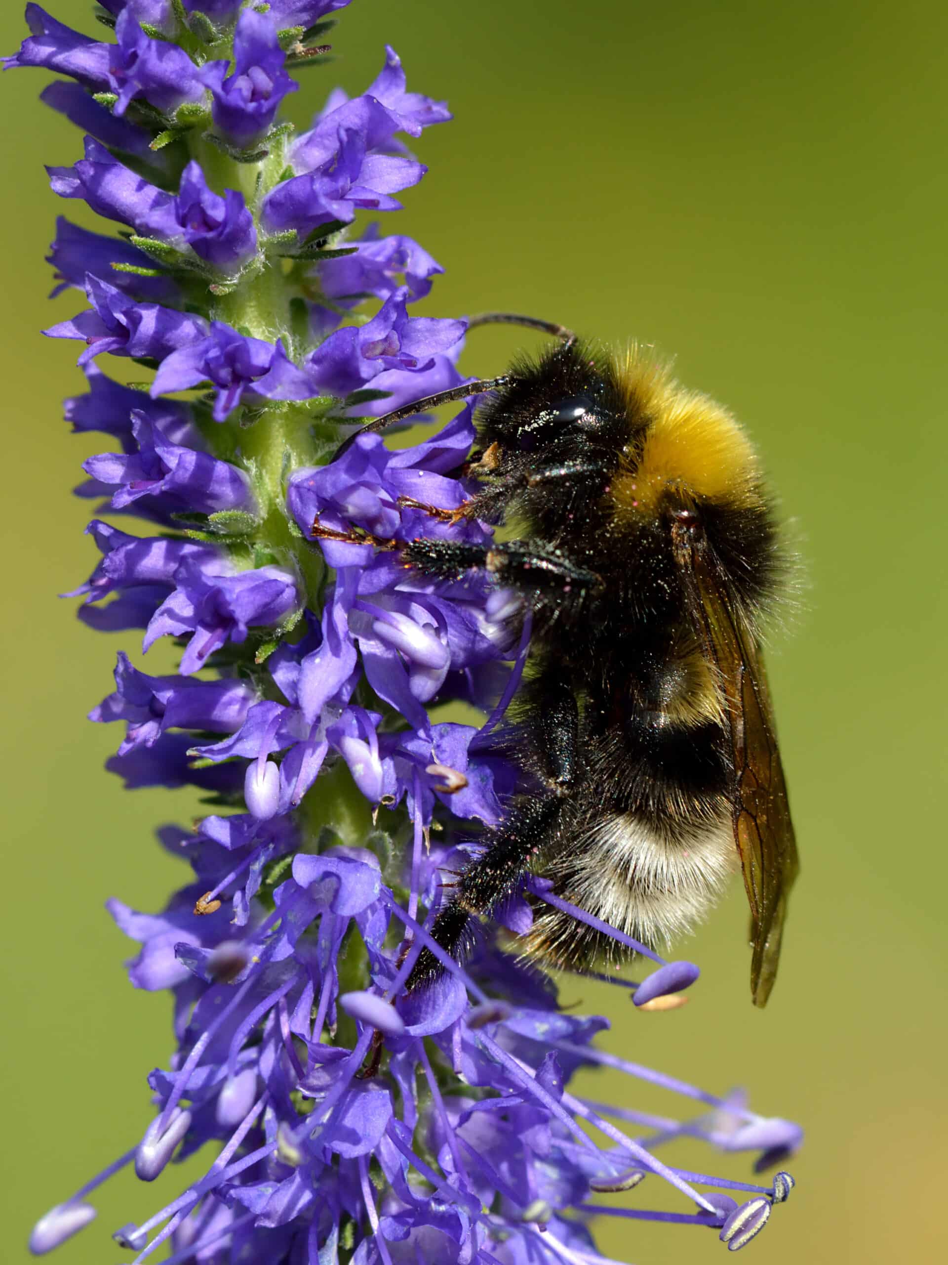file:bombus norvegicus veronica spicata keila.jpg