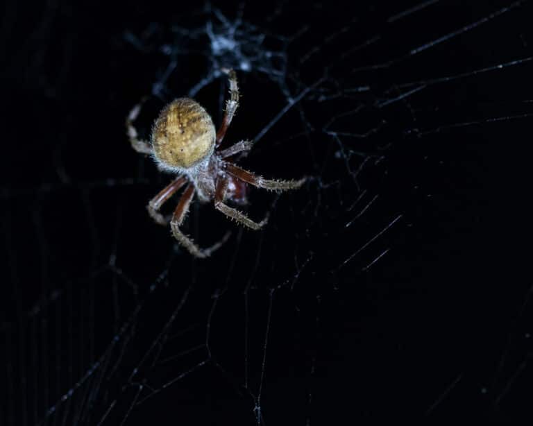 365 270 female barn spider (araneus cavaticus) 365 270 female barn spider (araneus cavaticus)