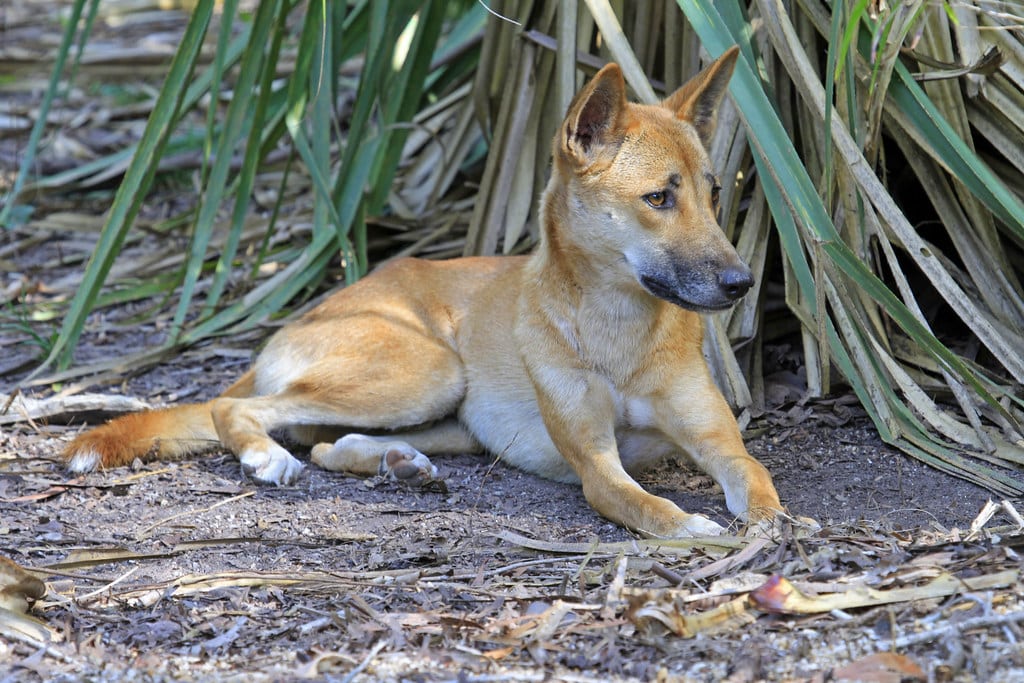 dingo (canis lupus dingo) (‘australian native dog’) dingo (canis lupus dingo) (‘australian native dog’)