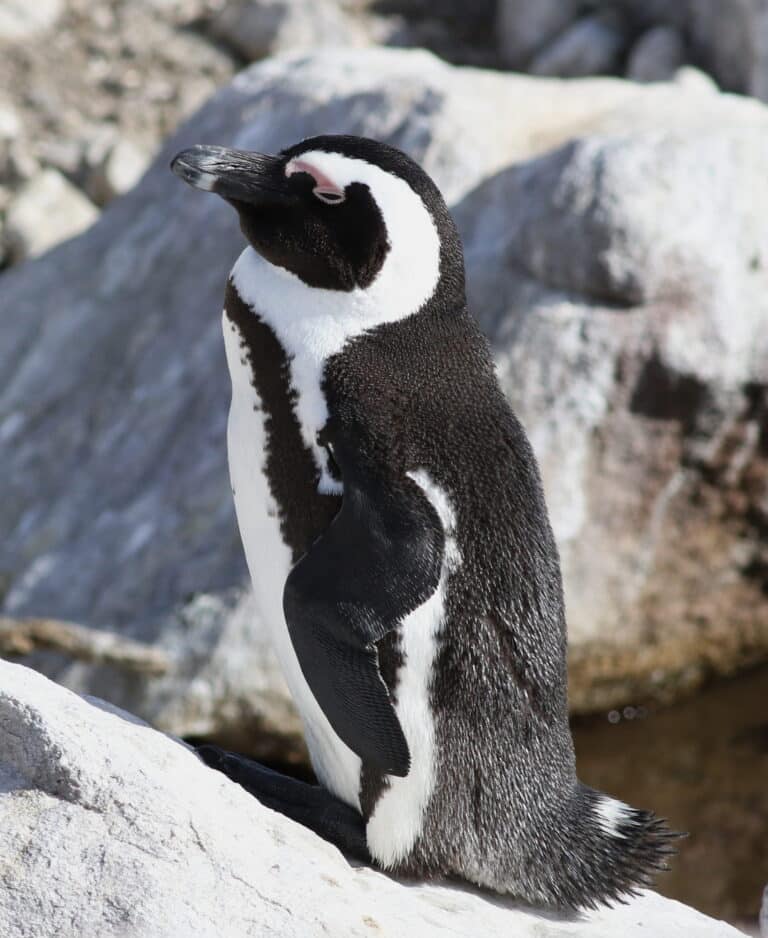 african penguin, spheniscus demersus, at stony point, betty’s bay, western cape, south africa (25167264301)