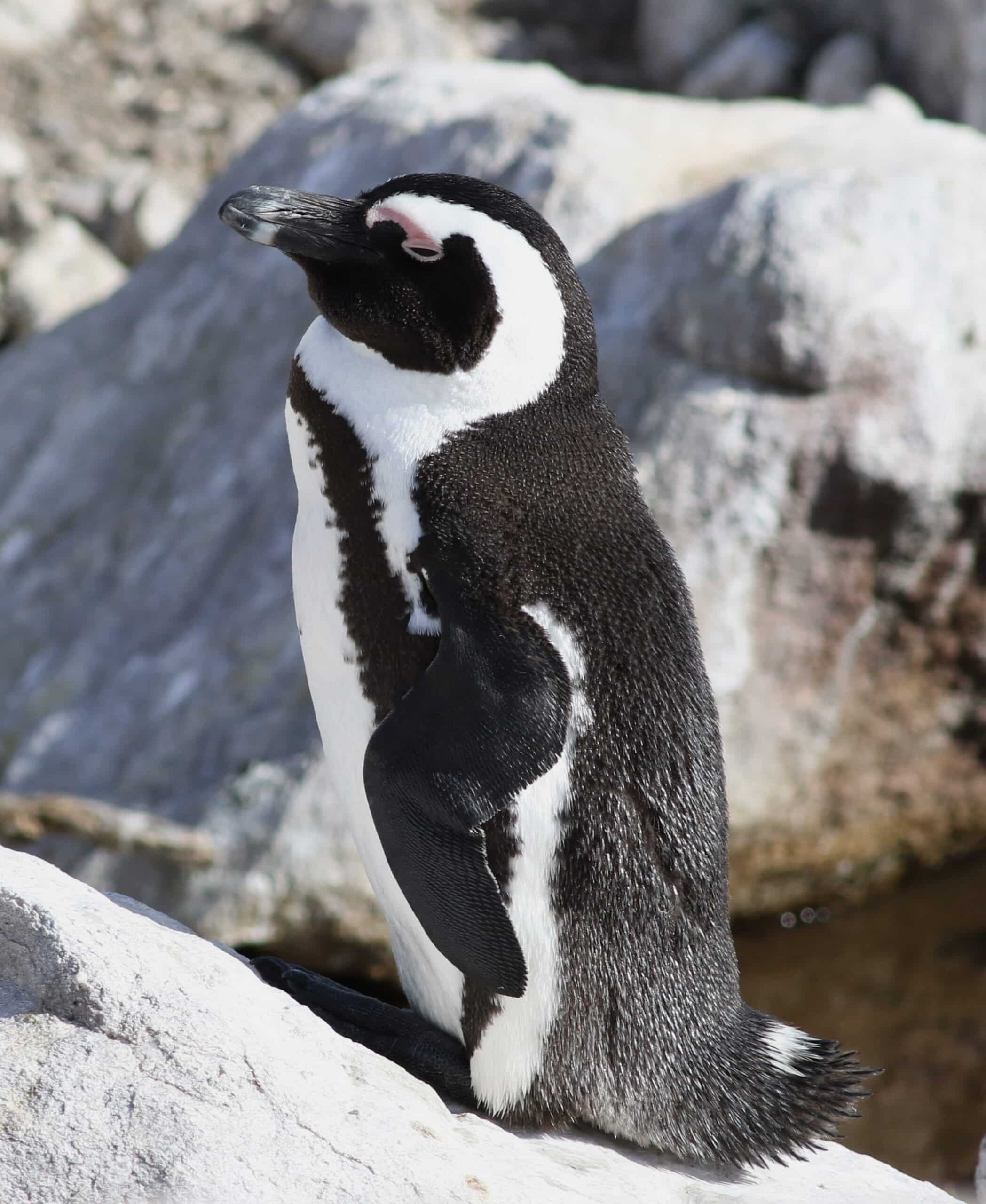 african penguin, spheniscus demersus, at stony point, betty’s bay, western cape, south africa (25167264301)