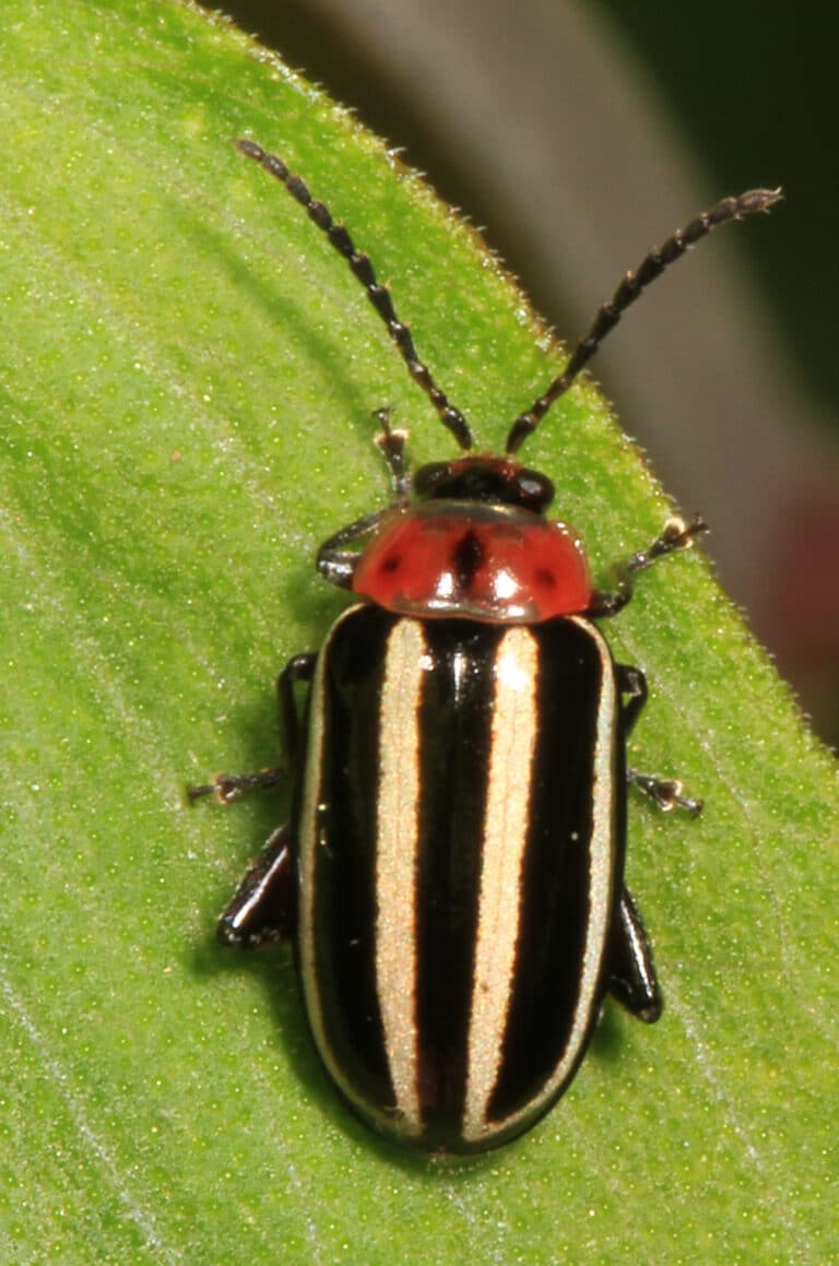 pigweed flea beetle disonycha glabrata, merrimac farm wildlife management area, aden, virginia (34323174870)
