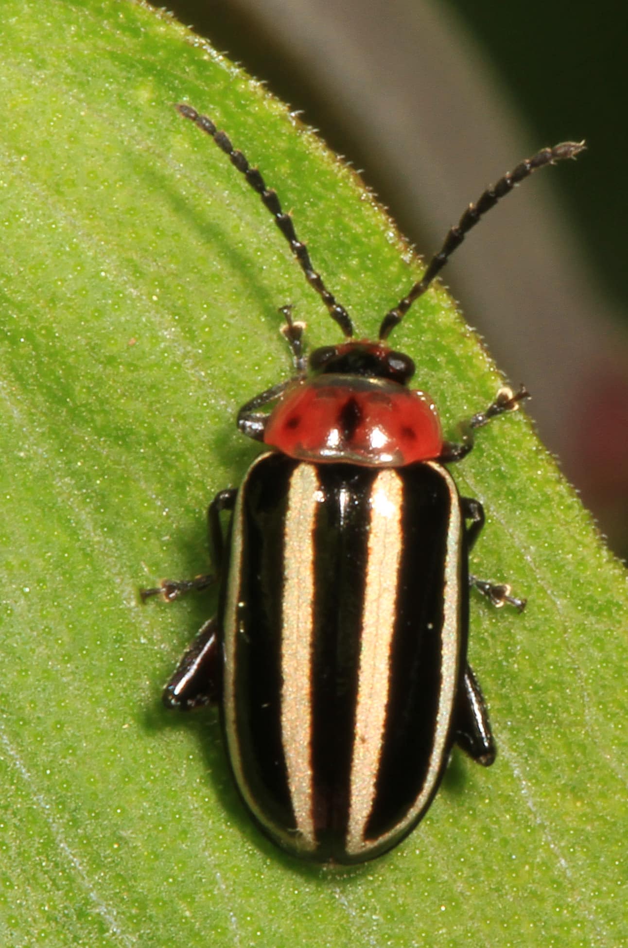 pigweed flea beetle disonycha glabrata, merrimac farm wildlife management area, aden, virginia (34323174870)