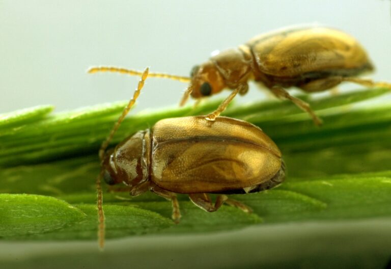 csiro scienceimage 3941 adult mimosa flea beetles nesaecrepida infuscata