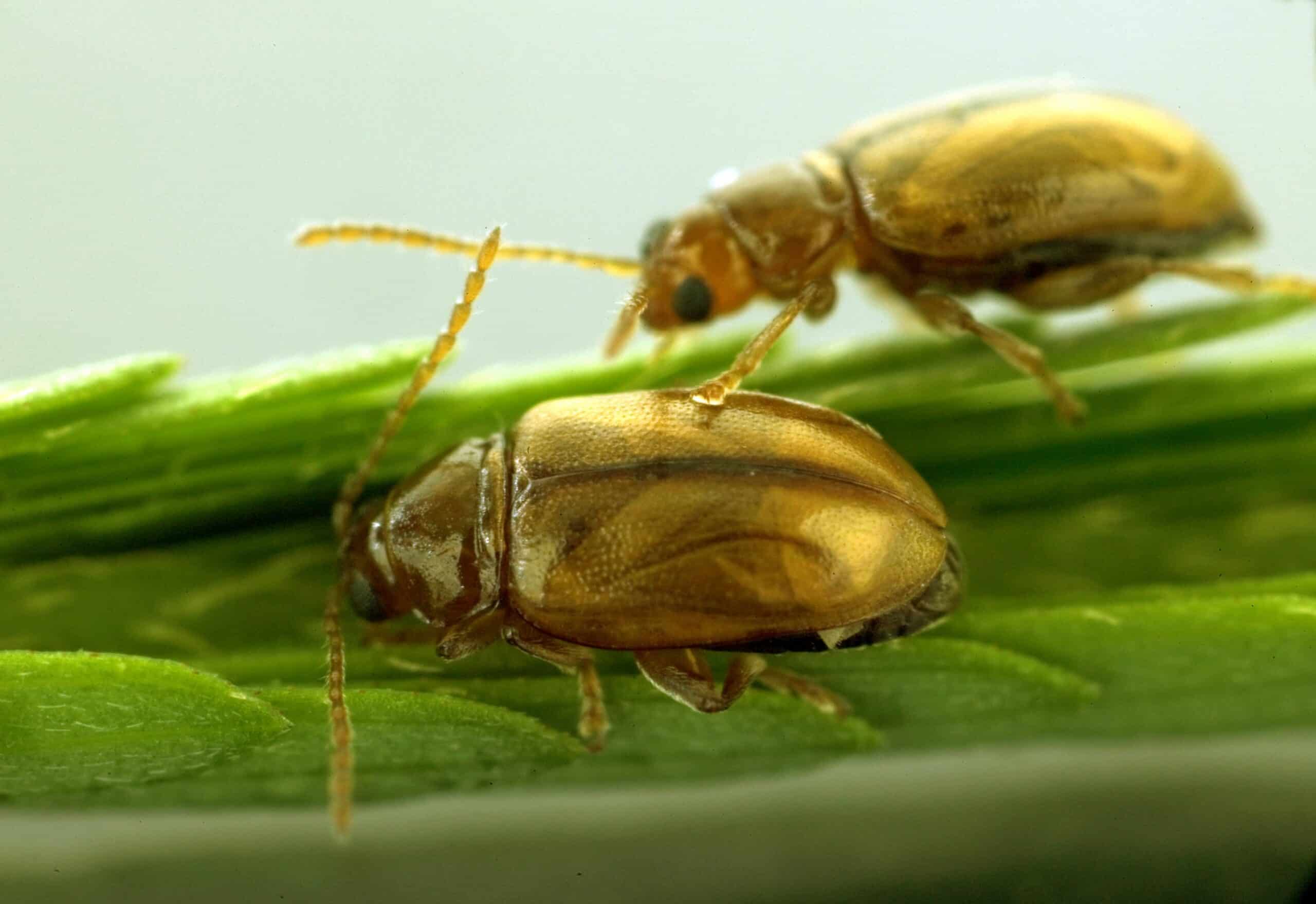 csiro scienceimage 3941 adult mimosa flea beetles nesaecrepida infuscata