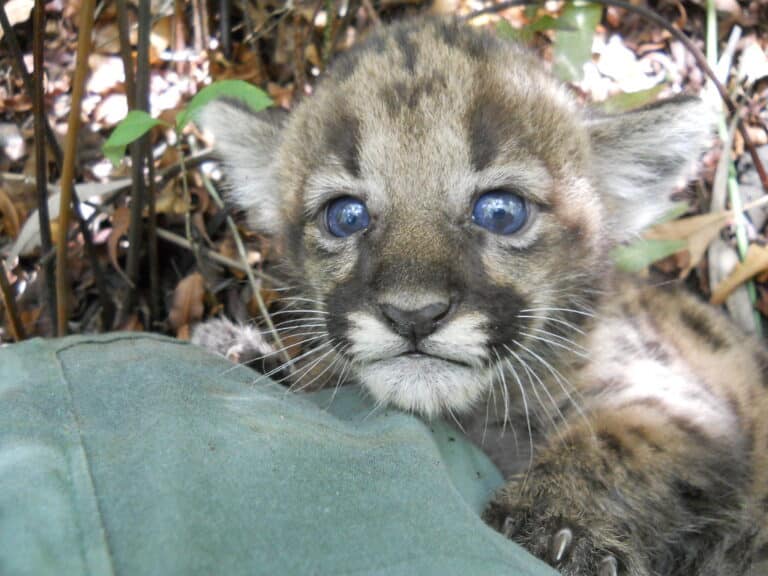 florida panther kitten florida panther kitten