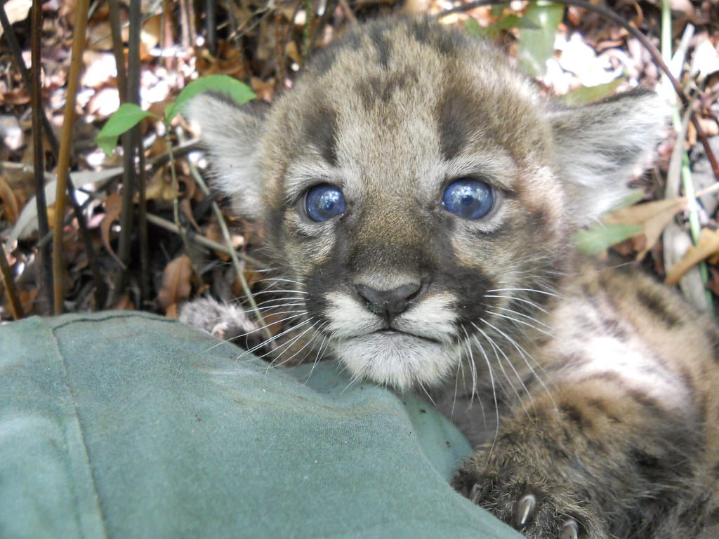 florida panther kitten florida panther kitten