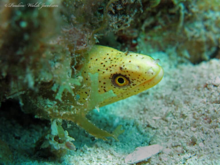 usvi 13 img 6915a sm goldentail moray eel, gymnothorax miliaris, juvenile, congo cay