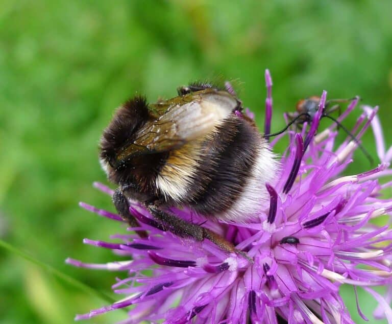 bombus barbutellus??