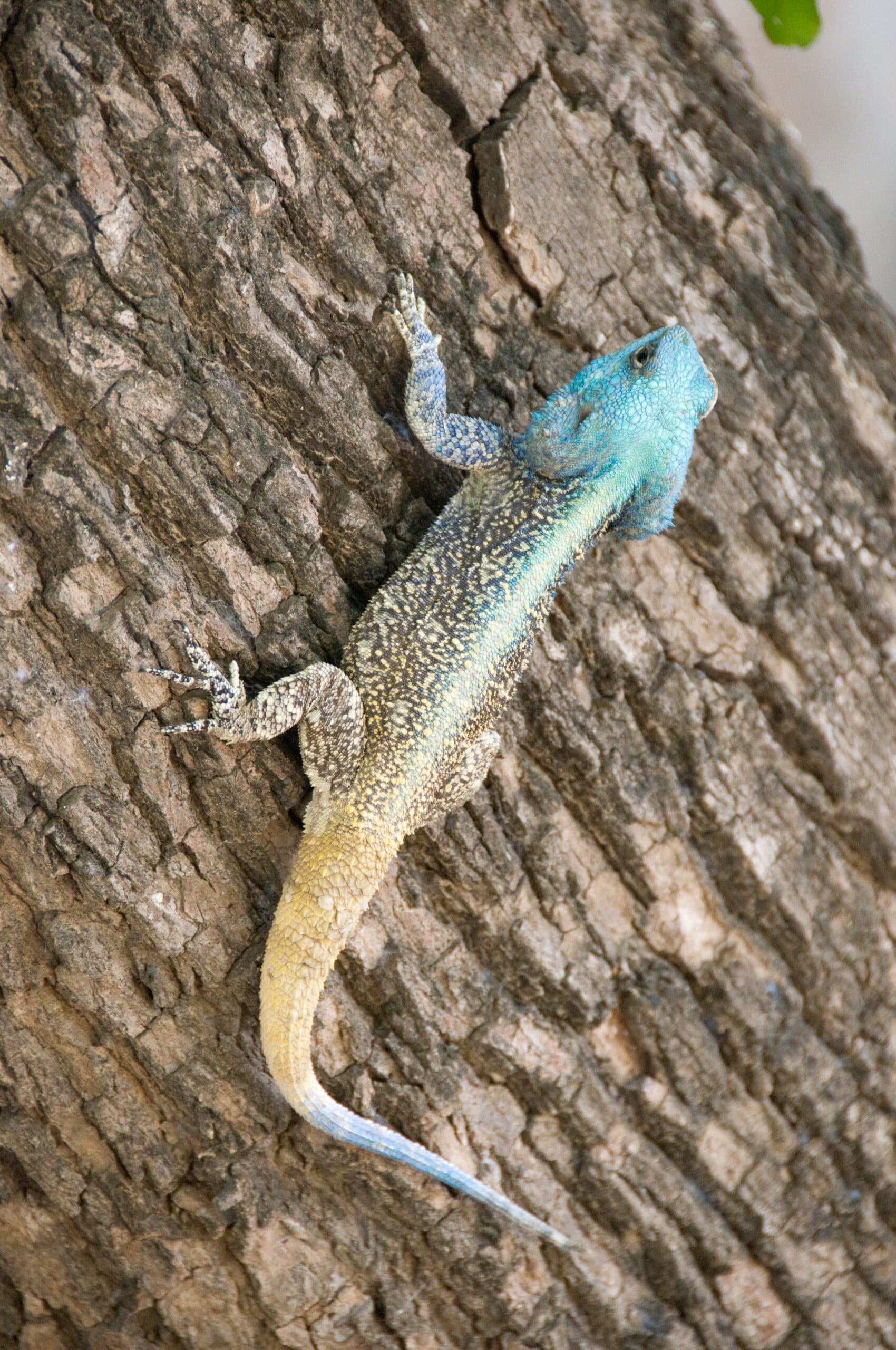 southern tree agama 2348840851 southern tree agama 2348840851
