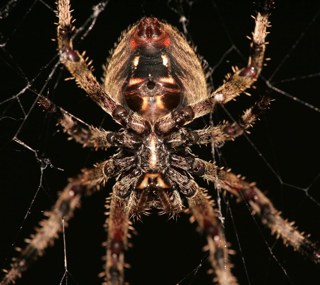 barn spider (araneus cavaticus) barn spider (araneus cavaticus)