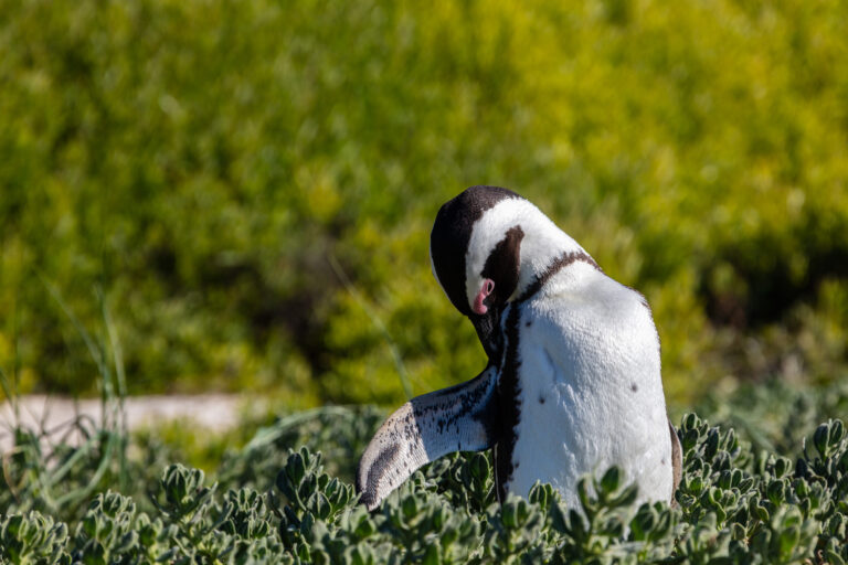 Pingüino de El Cabo (Spheniscus demersus), Playa de Boulders, Simon’s Town, Sudáfrica, 2018-07-23, DD 45